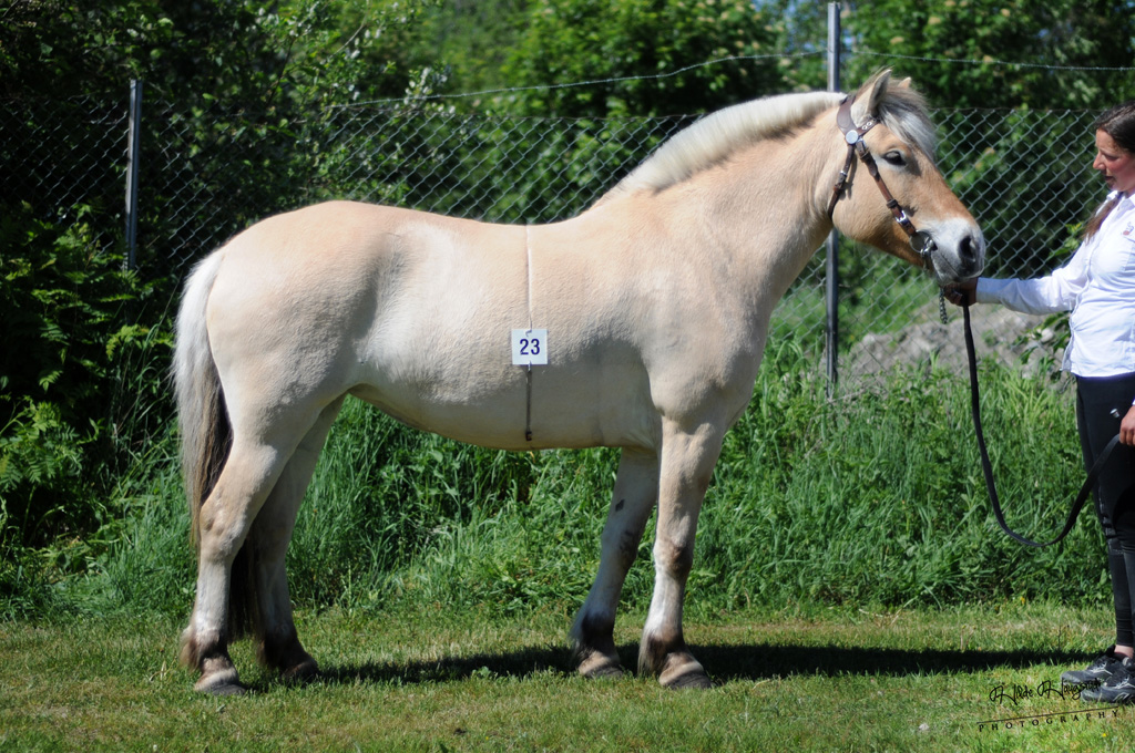 Ny metode for påmelding til offisiell&nbsp;utstilling